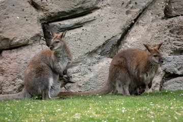 Wallaby con su bebé. Red necked wallaby
