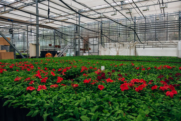 Obraz premium Flowering petunias grown in modern greenhouse 