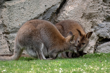 Wallaby con su bebé. Red necked wallaby