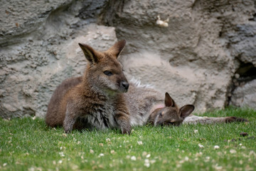 Naklejka na ściany i meble Wallaby con su bebé. Red necked wallaby