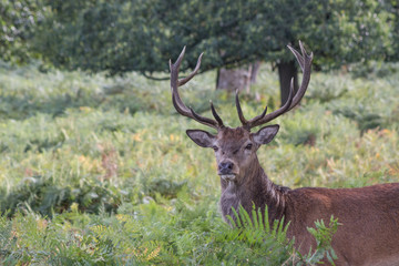 A red deer stag in the forest