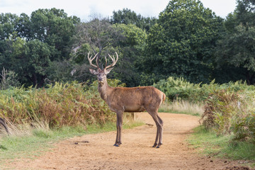 A red deer stag in the forest
