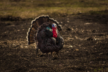 adult big Turkey walks through the village