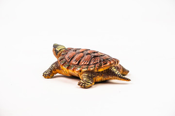 turtle on white background