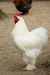 Poultry chicken on farm, hen animal farming,  organic.