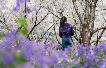 Naklejka na ściany i meble Unspecific woman taking photo for the cherry blossom at the east lake.