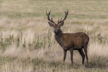 A red deer stag in the wild