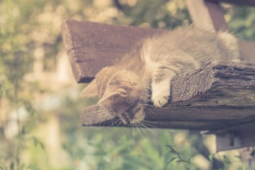 kitten cat stray cute pet. adorable small.