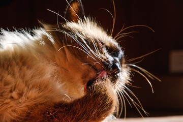 Pretty balinese domestic cat, pet relax,  home mypet.