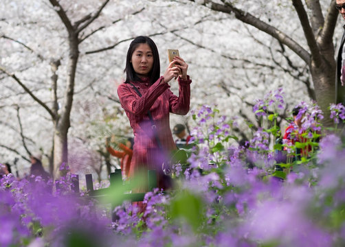 Unspecific woman taking photo for the cherry blossom at the east lake.
