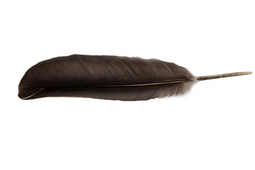 grey dove feather on white background