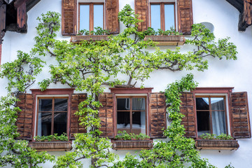 Fototapeta na wymiar Rankender Baum an Fassade in Hallstatt