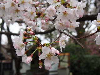 yoshino cherry blossoms at Ueno Park