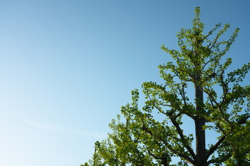 Tokyo,Japan-April 28, 2019: Ginkgo biloba trees in the morning sunlight