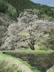 長野県下伊那郡阿智村 駒つなぎの桜
