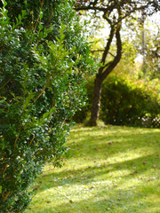 a boxwood tree in a garden with green meadow
