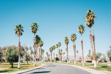 Fototapeta premium Palm trees along a road at Lake Tamarisk, in Desert Center, California