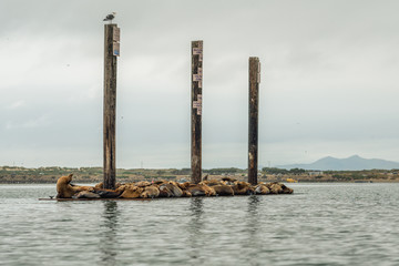 Floating Dock With Sea Lions. Seal Colony at Morro Bay, California