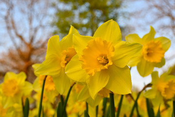 Obraz premium Narzissenblüte