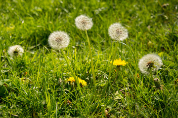 Dandelion clock at The knapp and Papermill nature reserve near Alfrick Worcestershire	