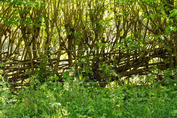 Woven hedge at the knapp and papermill nature reserve near Alfrick Worcestershire