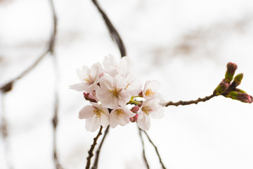 Cherry blossom in spring for background or copy space for text