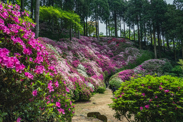 ツツジのある風景
