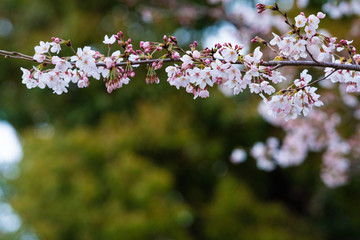 Cherry blossom in spring for background or copy space for text