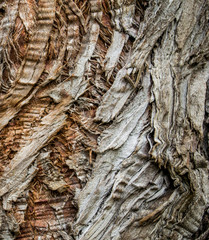 Corteza de árbol 