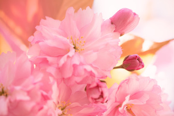 Cherry blossom tree 
