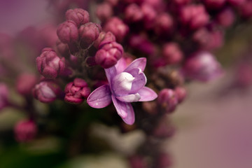 first lilac bloom 