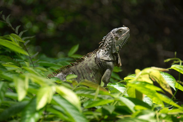 An iguana sunbathing at the Vizcaya Museum and Gardens, Miami, Florida, USA.