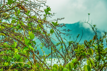 兵庫県・初夏への雨、音水湖の薄緑風景