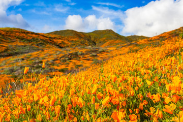 Millions of California Poppies at Walker Canyon in Lake Elsinore