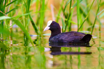 Swimming black duck. Green nature background. Bird: Eurasian Coot. Fulica atra.