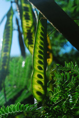 green eco leaves with great focus