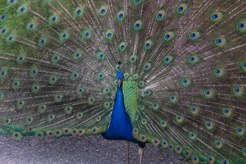 Naklejka premium Peacock with bright beautiful blue and green feathers.