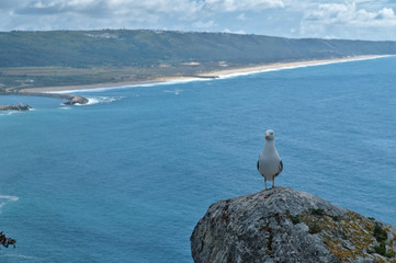 Fototapeta na wymiar Seagull on rock with sea behind in Nazare, Portugal