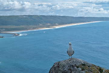 Fototapeta premium Seagull on rock with sea behind in Nazare, Portugal