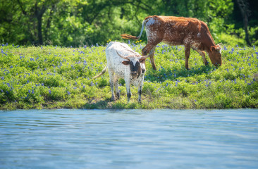 Obraz na płótnie Canvas Texas longhorn cattle grazing on bluebonnet pasture by a pond on a sunny spring day.