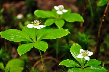 ゴゼンタチバナ
