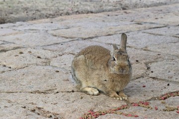 大久野島の野生のうさぎ達