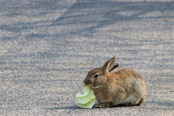 餌を食べる大久野島のうさぎ達
