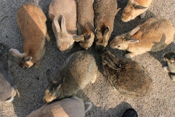 大久野島の野生のうさぎ達
