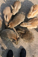 餌を食べる大久野島のうさぎ達