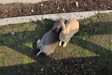 大久野島の野生のうさぎ達