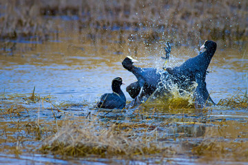 Fighting birds. Blue lake background. Birds: Eurasian Coot Fulica atra.