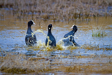 Fighting birds. Blue lake background. Birds: Eurasian Coot Fulica atra.