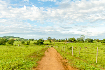 Fototapeta na wymiar Estrada rural em fazenda brasileira