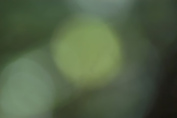 Green Bokeh Background